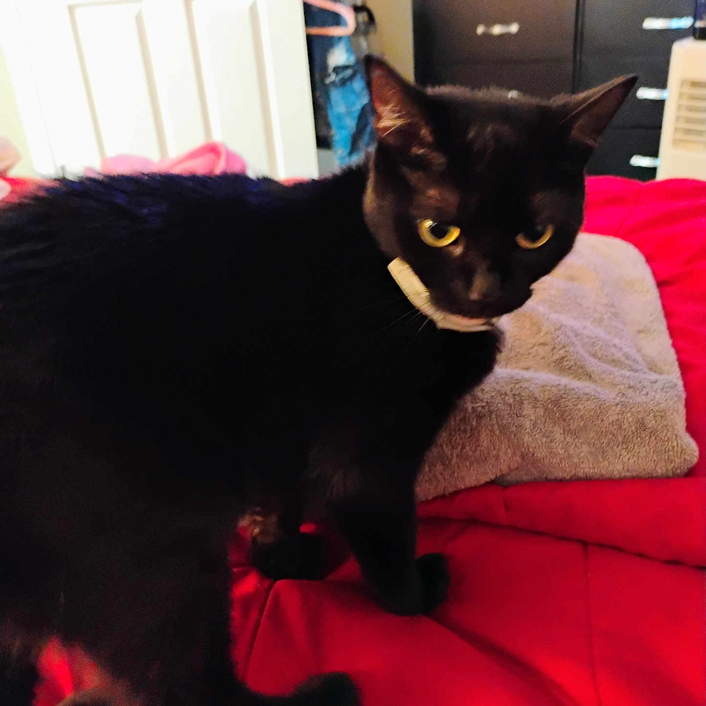 Princess joined the competition — help win amazing prizes! abyssinian, animal, architecture, bed, bedroom, blackcat, bookcase, cabinet, cat, closet, couch, cupboard, drawer, furniture, indoors, manx, pet, room, shelf, wood