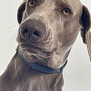 Shippy participe au concours pour gagner de l'argent avec cette photo : dog, pet, close_up, portrait, gray_coat, collar, animal, canine, fur, whiskers, curious, ears, face, snout, indoor, looking_up, domestic_animal, muzzle, alert, expression