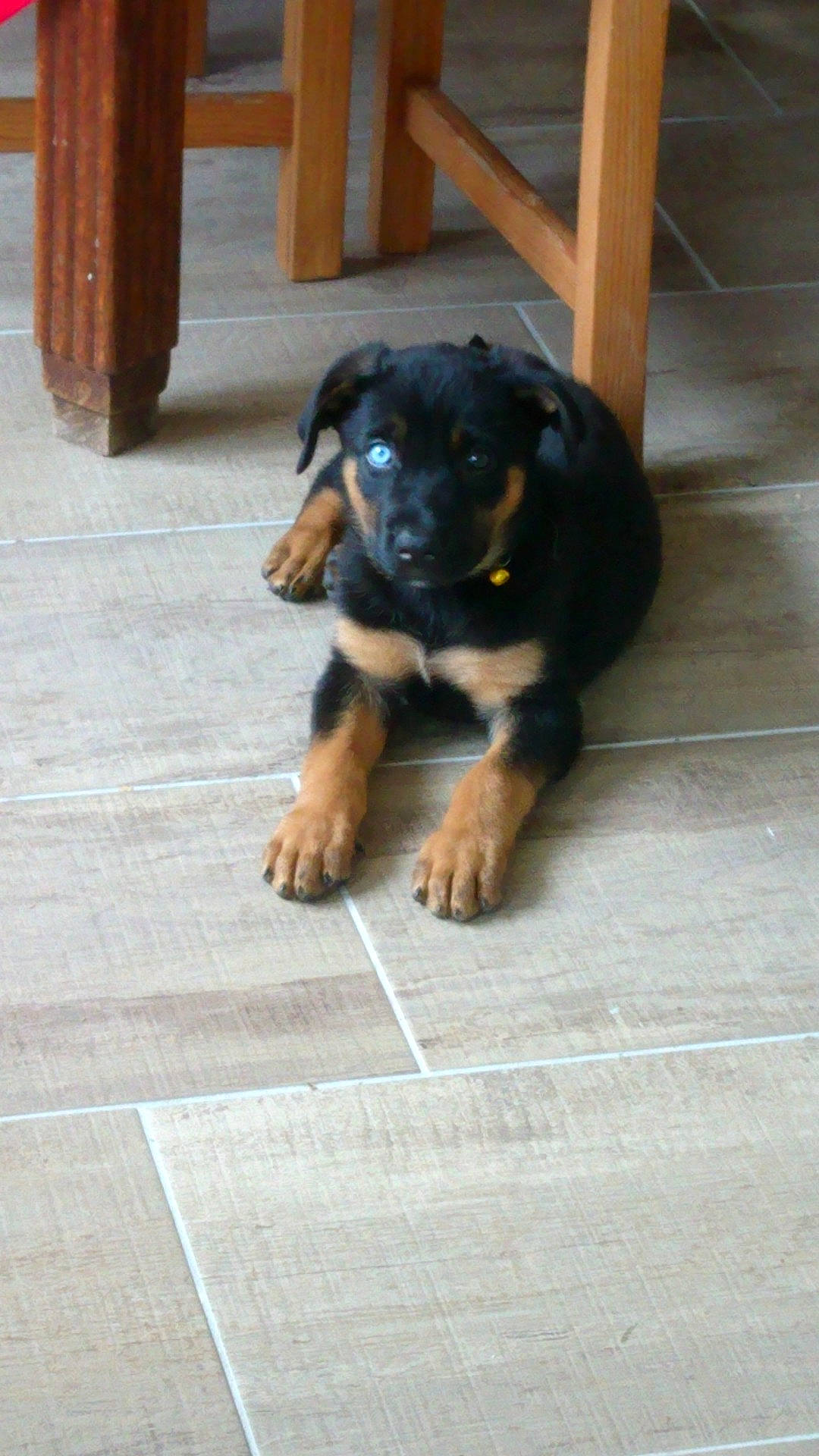 Orca a rejoint le concours — aidez-le/la à gagner de superbes lots ! beauceron, black_and_tan_terrier, canidae, carlin_pinscher, carnivore, companion_dog, dog, dog_breed, floor, guard_dog, hovawart, huntaway, mammal, puppy, rare_breed_dog, rottweiler, sporting_group, transylvanian_hound, vertebrate