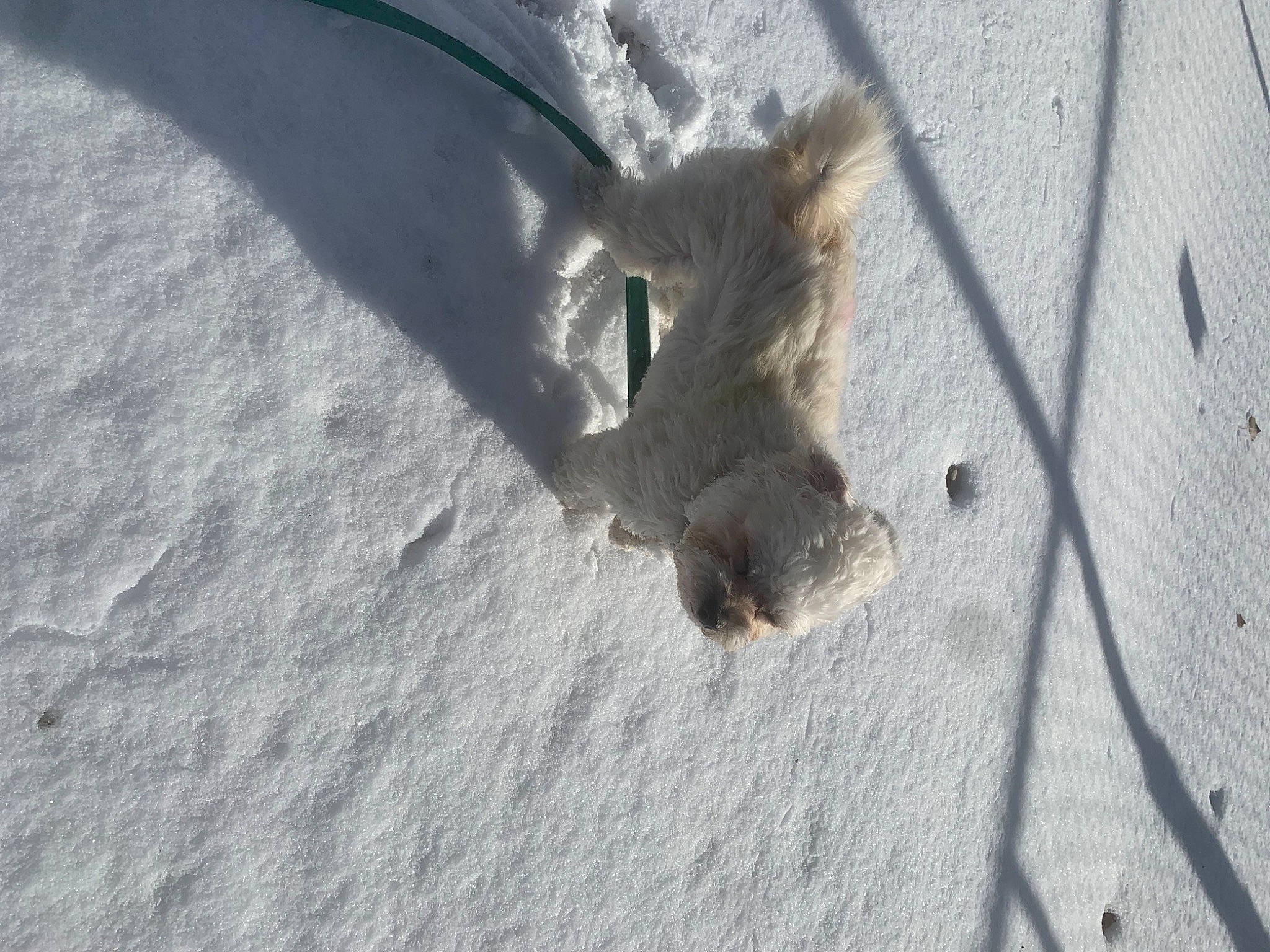 Desi joined the competition — help win amazing prizes! asphalt, concrete, fawn, foot, fur, grey, grey_squirrel, paw, plant, road_surface, rodent, sidewalk, snout, squirrel, tail, tree, trunk, whiskers, window, wood