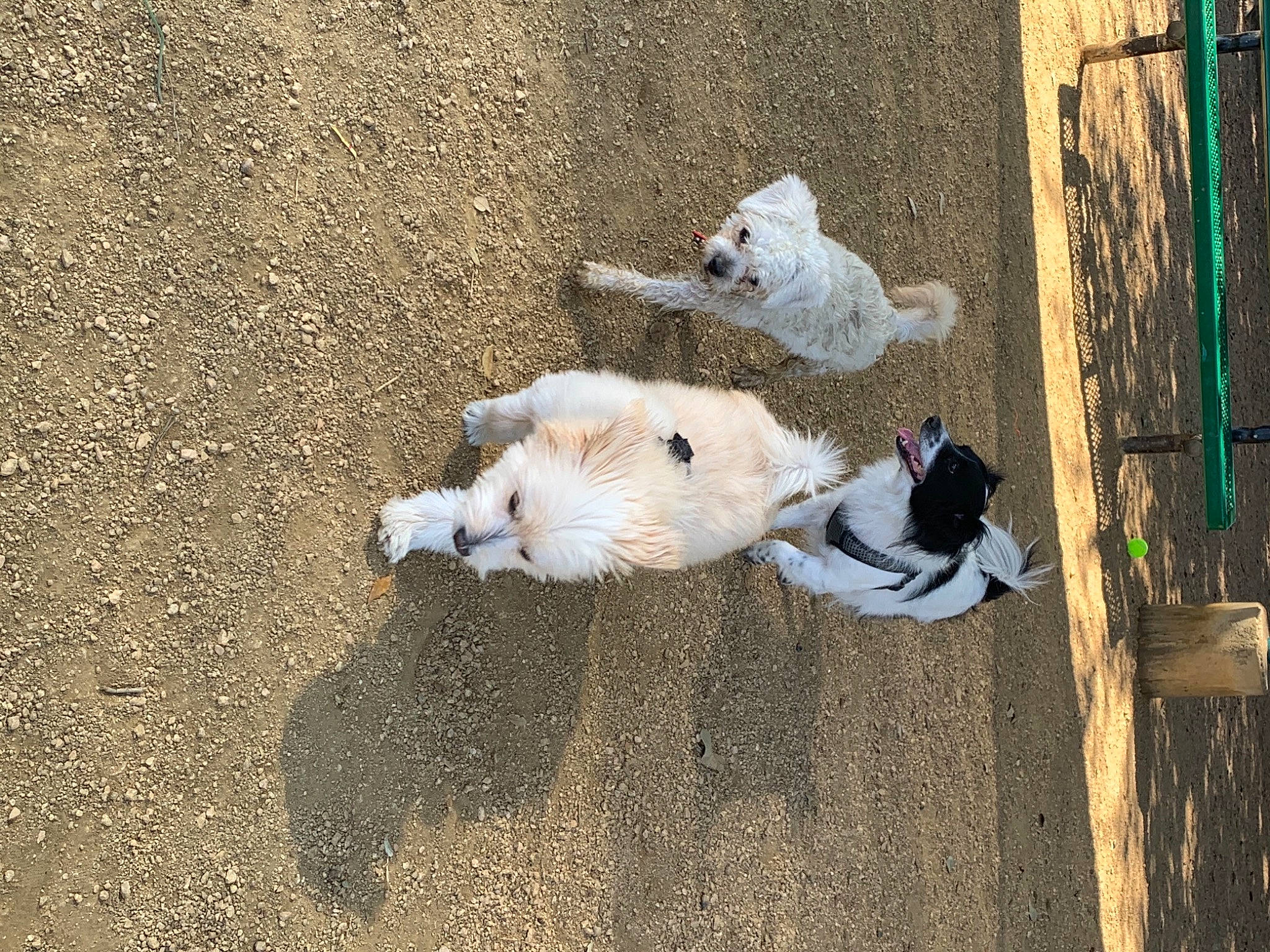 Desi is registered to the contest to win money with this photo: asphalt, canidae, carnivore, companion_dog, concrete, dog, dog_breed, door, fawn, fur, grass, road_surface, shadow, sidewalk, sitting, soil, sporting_group, tail, wood, working_animal