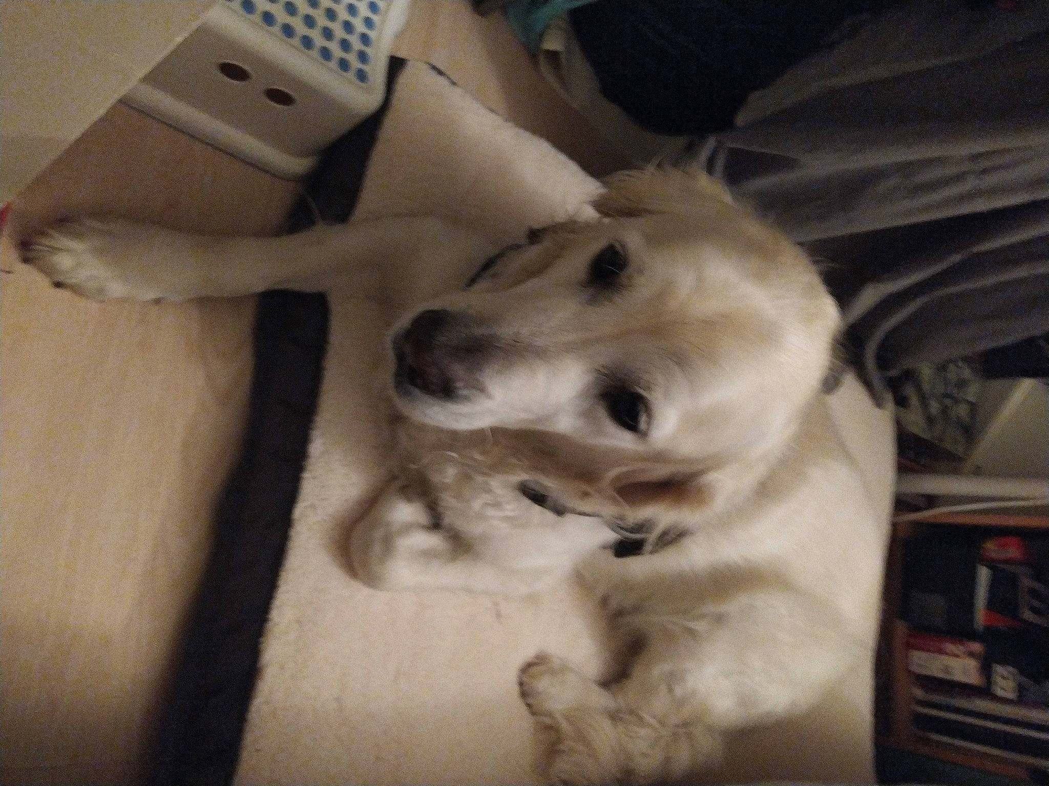 Jack a rejoint le concours — aidez-le/la à gagner de superbes lots ! carnivore, cloud, comfort, communication_device, companion_dog, dog, dog_breed, fawn, fur, gadget, input_device, jaw, mobile_phone, paw, peripheral, retriever, selfie, snout, whiskers, working_animal