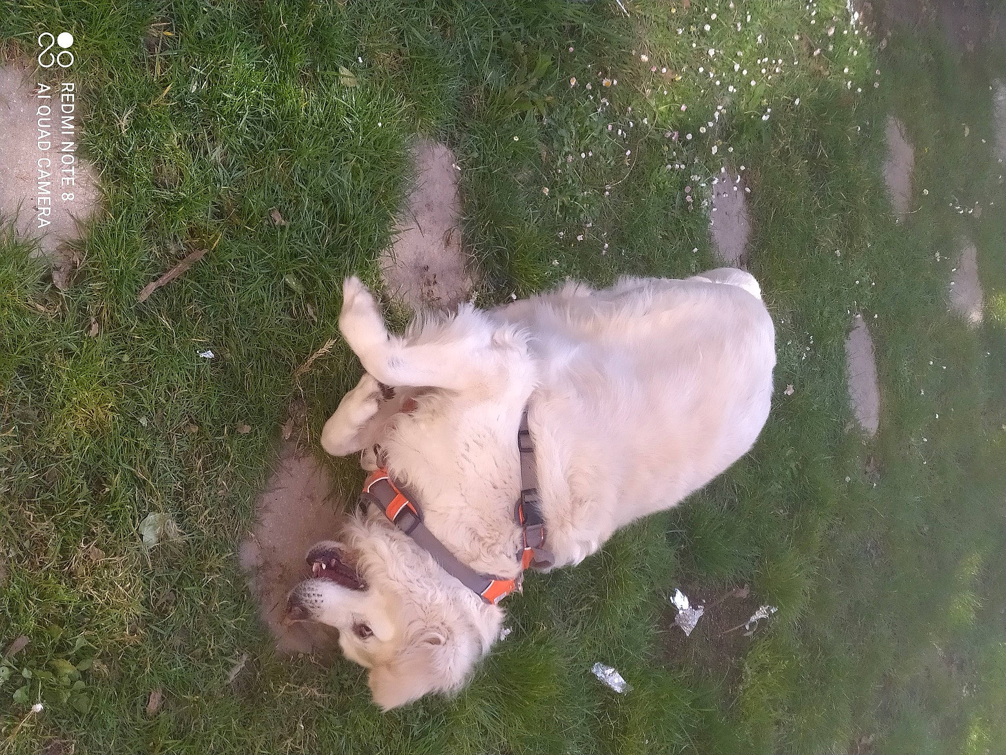 Jack a rejoint le concours — aidez-le/la à gagner de superbes lots ! canidae, carnivore, companion_dog, dog, dog_breed, fawn, foot, gesture, grass, jaw, livestock, non_sporting_group, paw, plant, snout, sporting_group, tail, terrestrial_animal, water, working_animal