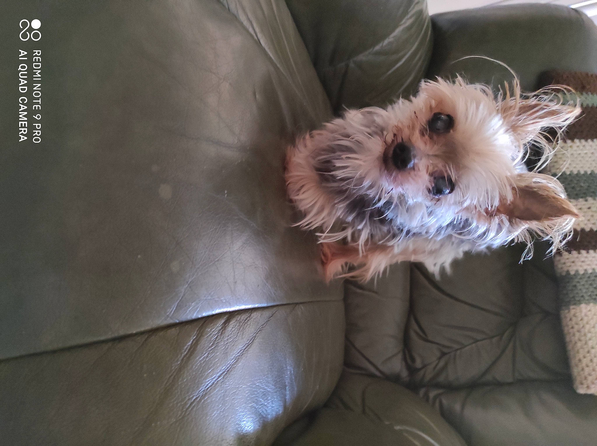 Derick participe au concours pour gagner de l'argent avec cette photo : biewer_terrier, canidae, carnivore, comfort, companion_dog, dog, dog_breed, dog_clothes, dog_supply, fawn, fur, liver, non_sporting_group, puppy_love, sitting, small_terrier, sporting_group, terrier, toy_dog, working_animal