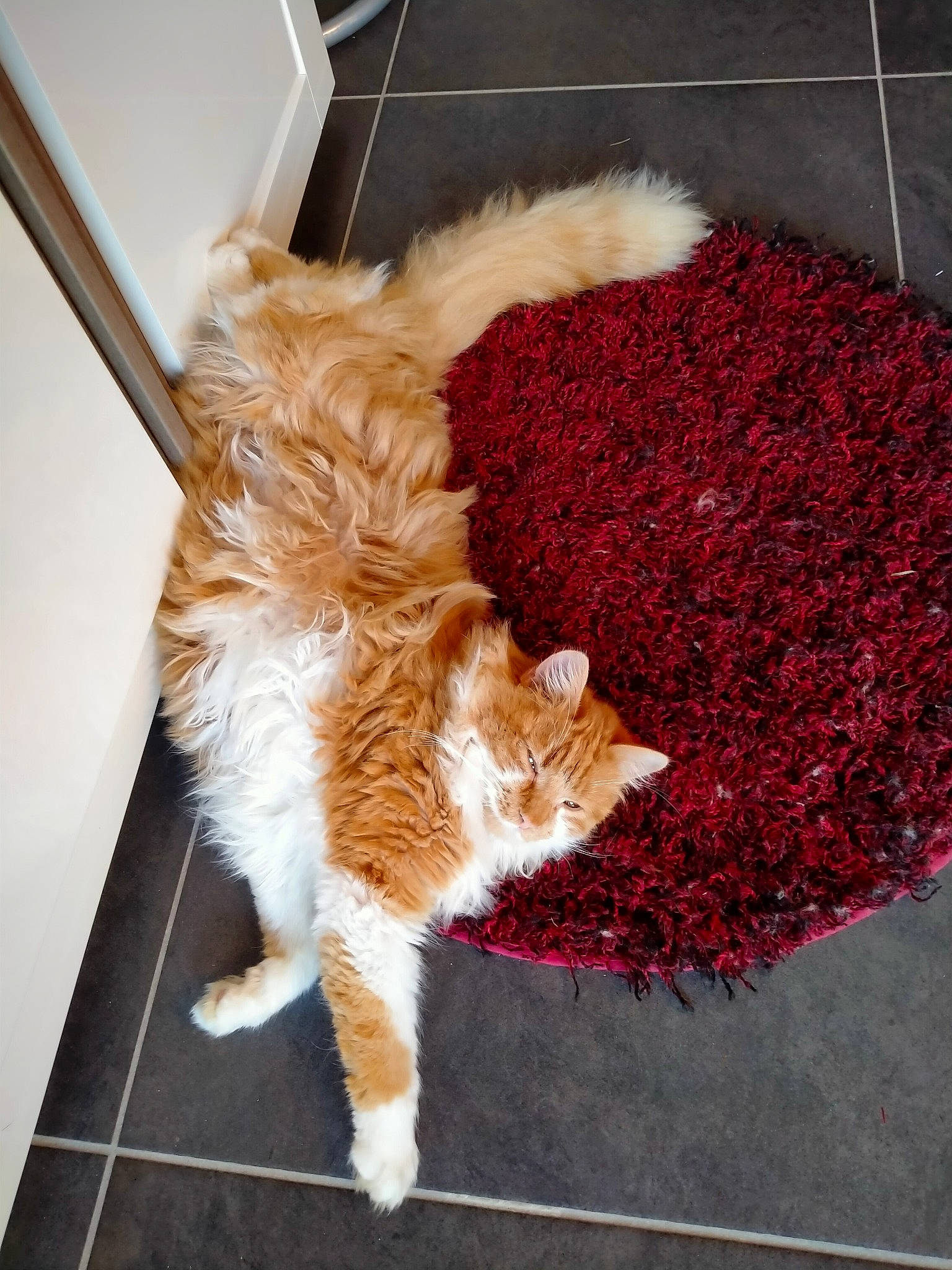 Chewie participe au concours pour gagner de l'argent avec cette photo : carmine, carnivore, carpet, cat, claw, companion_dog, domestic_short_haired_cat, door_mat, fawn, felidae, floor, flooring, fur, hardwood, paw, plant, small_to_medium_sized_cats, tail, whiskers, wood