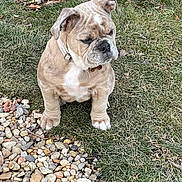 Sassy is registered to the contest to win money with this photo: bulldog, puppy, dog, grass, rocks, outdoor, pet, animal, sitting, collar, cute, wrinkled_face, brown, white, small_dog, nature, leaves, yard, ground, fur