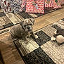 Sassy is registered to the contest to win money with this photo: bulldog, puppy, dog, gift, present, christmas, holiday, wrinkle, floor, rug, wood_floor, toy, plush_toy, indoors, festive, decor, wrapped_gift, patterned_rug, brown, cute