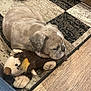 bulldog, puppy, dog, plush_toy, rug, patterned_rug, floor, wood_floor, indoor, shoes, cozy, cute, pet, animal, resting, laying_down, stuffed_animal, soft_toy, home, domestic