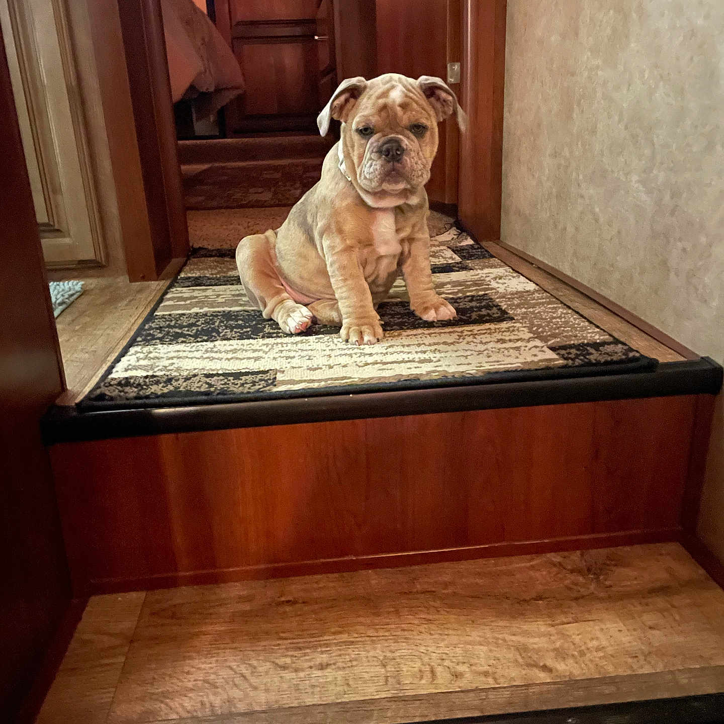 Sassy joined the competition — help win amazing prizes! animal, brown, bulldog, carpet, collar, cute, dog, floor, furniture, hallway, home, indoor, patterned_rug, pet, portrait, puppy, sitting, wall, wood, young