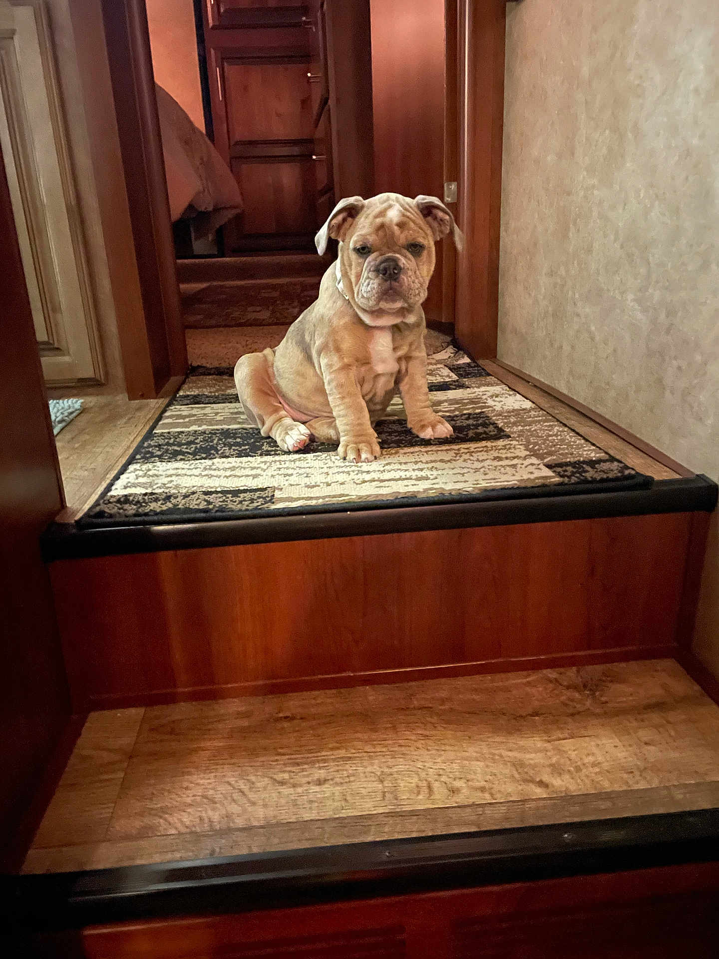 Sassy joined the competition — help win amazing prizes! bulldog, puppy, dog, indoor, carpet, hallway, wood, furniture, pet, animal, cute, sitting, brown, patterned_rug, home, floor, wall, collar, young, portrait