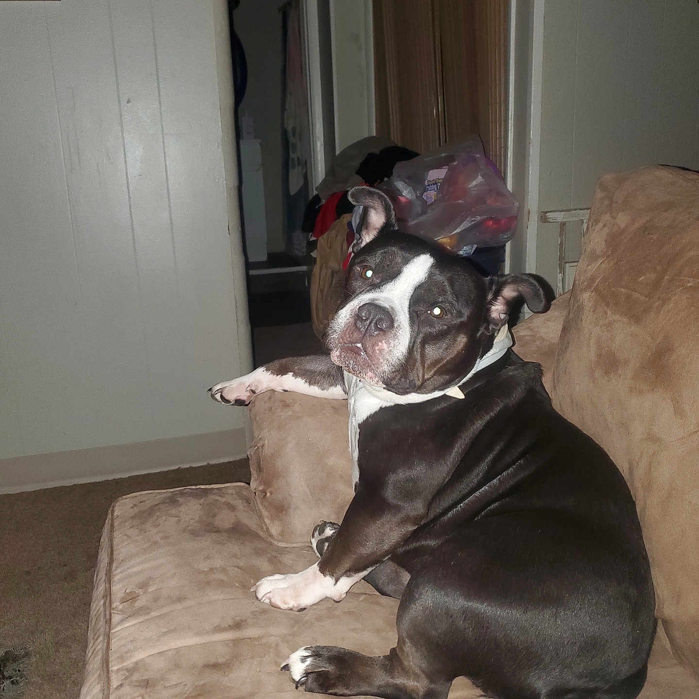 Kahlea is registered to the contest to win money with this photo: animal, black_and_white, canine, carpet, companion, couch, curious, dog, domestic_animal, ears_up, furniture, household, indoor, living_room, looking_back, pet, plastic_bag, relaxed, room, seated