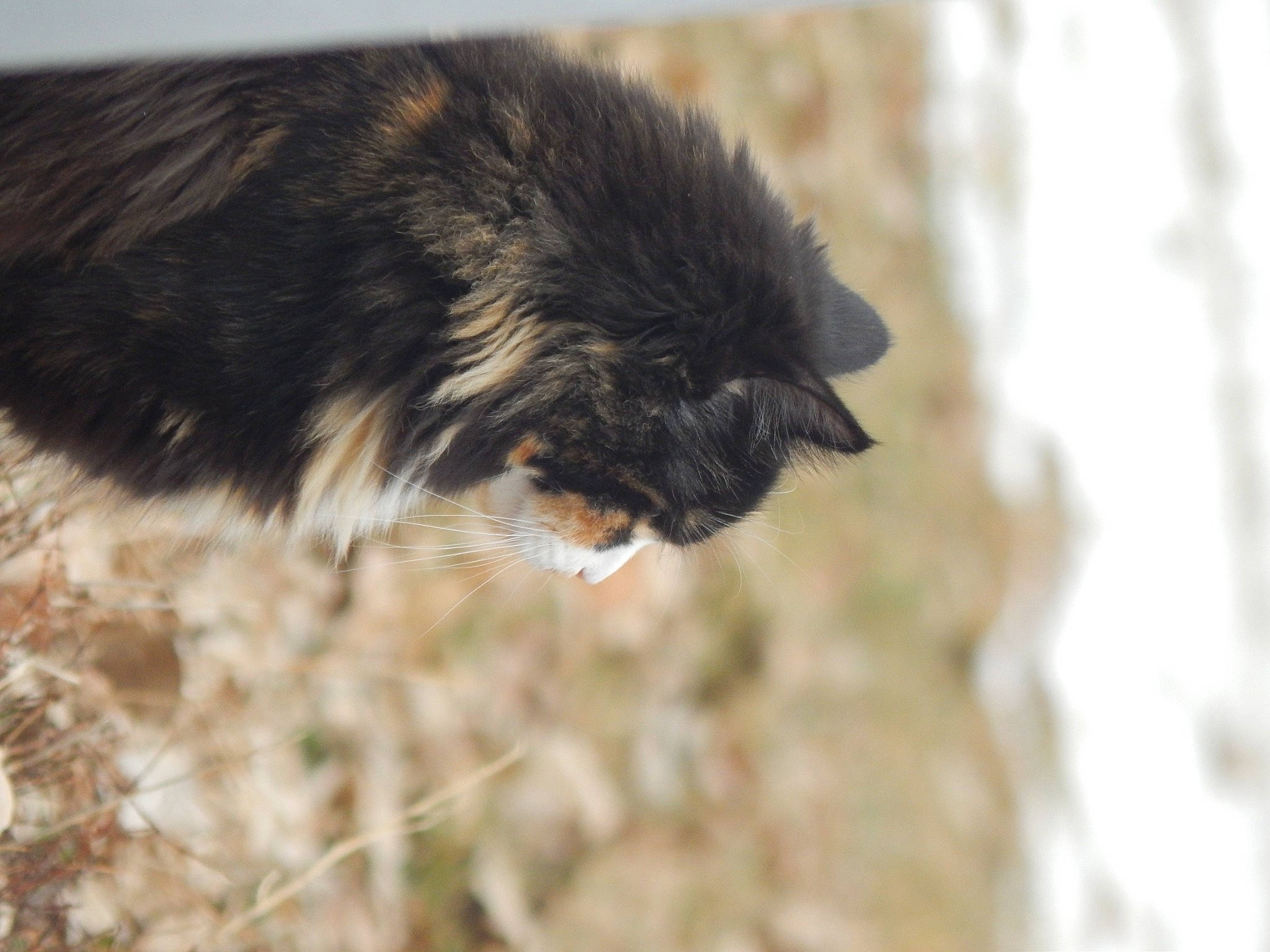 Nanami Bailey joined the competition — help win amazing prizes! canidae, cat, dog_breed, felidae, fur, greater_rhea, small_to_medium_sized_cats, tail, terrestrial_animal, whiskers, wildlife