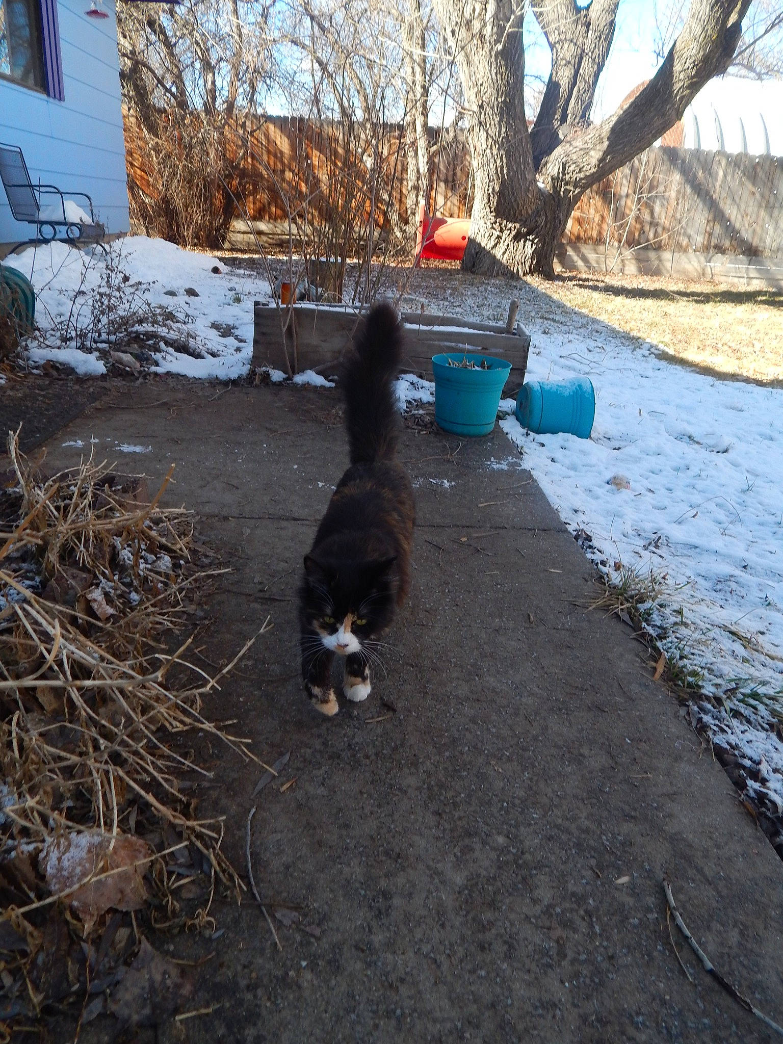 Nanami Bailey is registered to the contest to win money with this photo: asphalt, carnivore, companion_dog, dog, dog_breed, felidae, freezing, grass, plant, road_surface, sky, small_to_medium_sized_cats, snow, soil, tail, tints_and_shades, tree, twig, window, winter