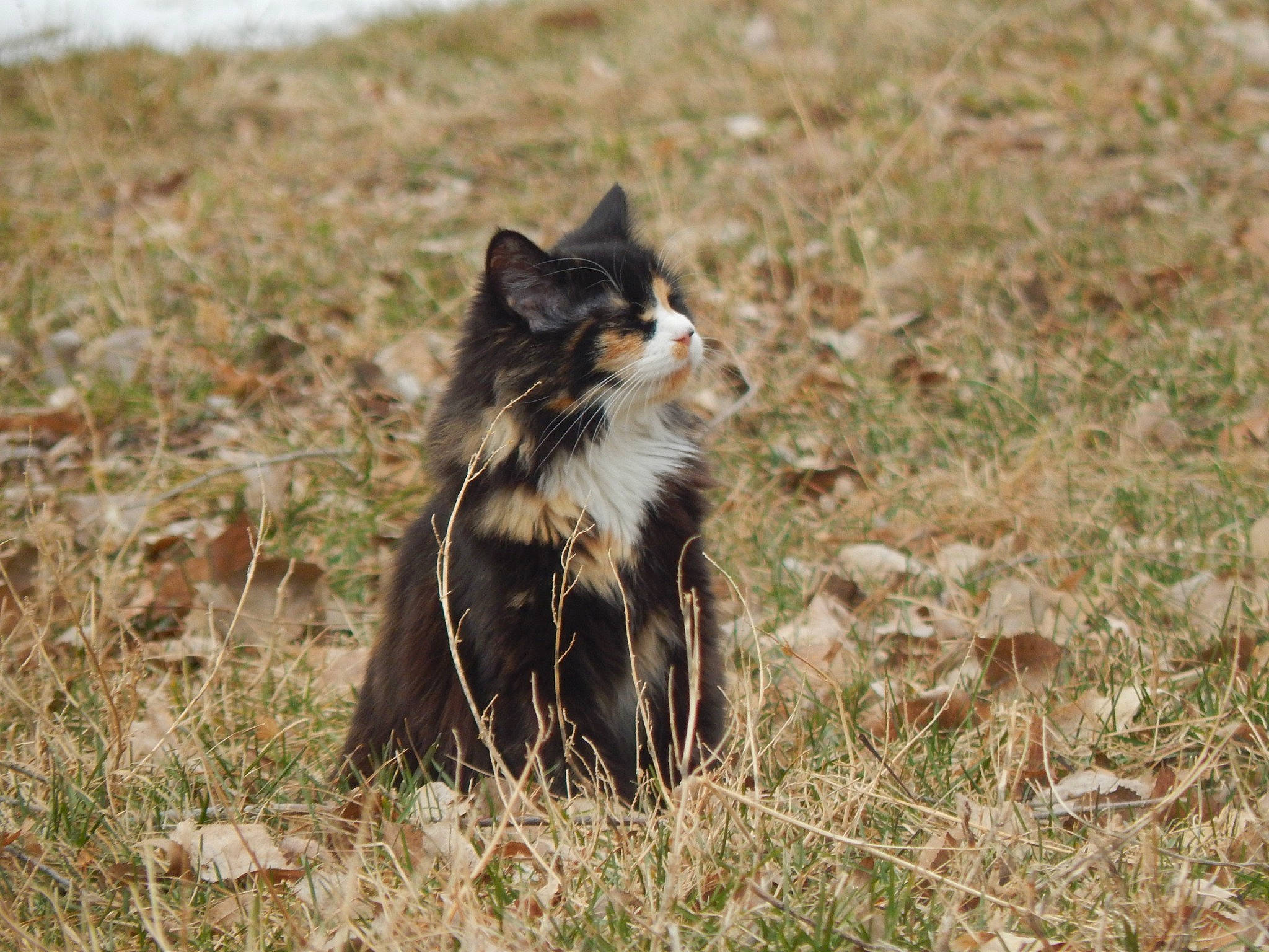 Nanami Bailey joined the competition — help win amazing prizes! canidae, carnivore, cat, dog_breed, felidae, fur, grass, grassland, plant, small_to_medium_sized_cats, snout, sporting_group, tail, terrestrial_animal, whiskers