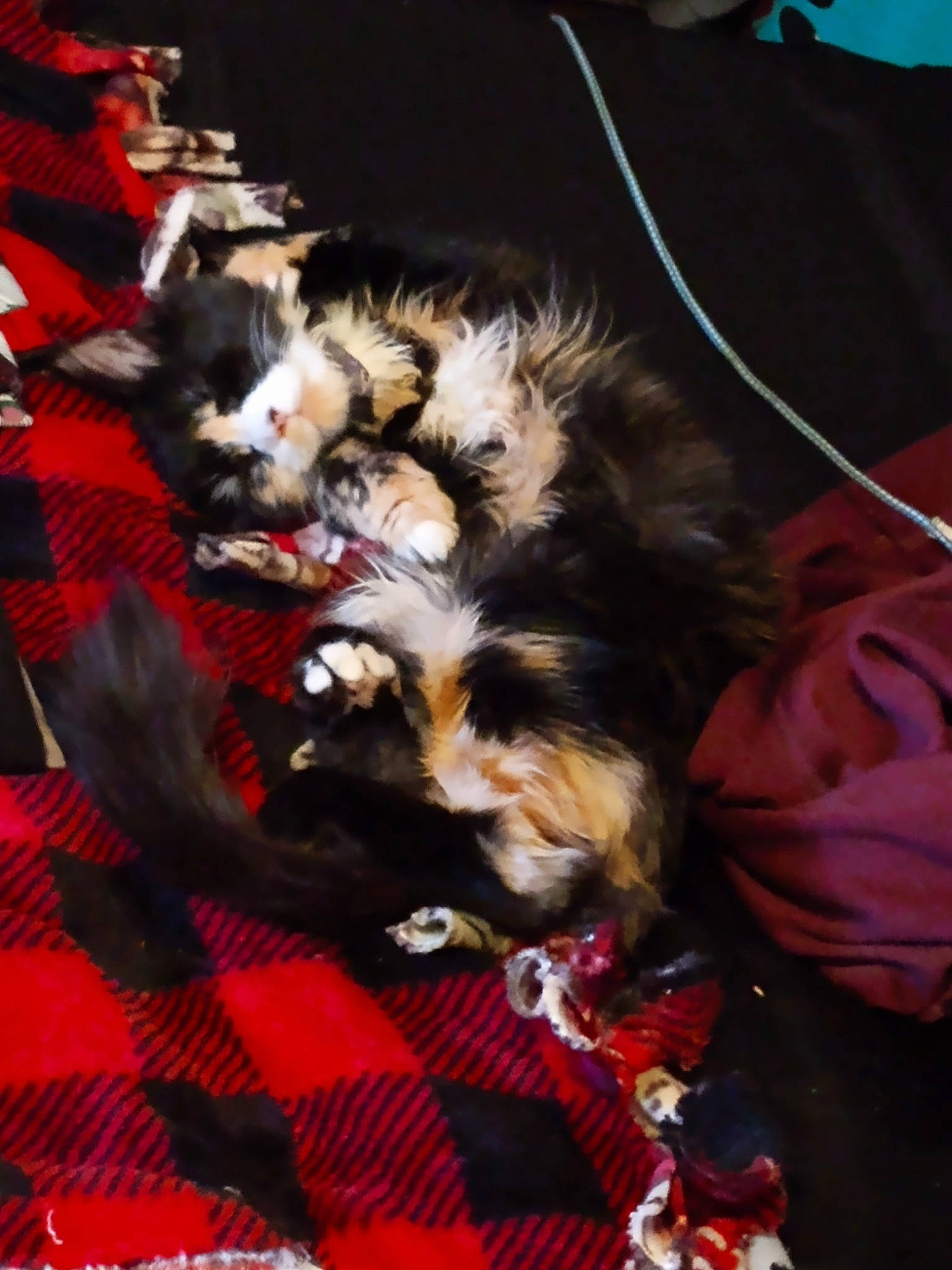 Nanami Bailey joined the competition — help win amazing prizes! canidae, carnivore, comfort, companion_dog, dog, dog_breed, felidae, fur, linens, nap, pattern, plaid, puppy, small_to_medium_sized_cats, spaniel, sporting_group, tail, tartan, toy_dog, whiskers