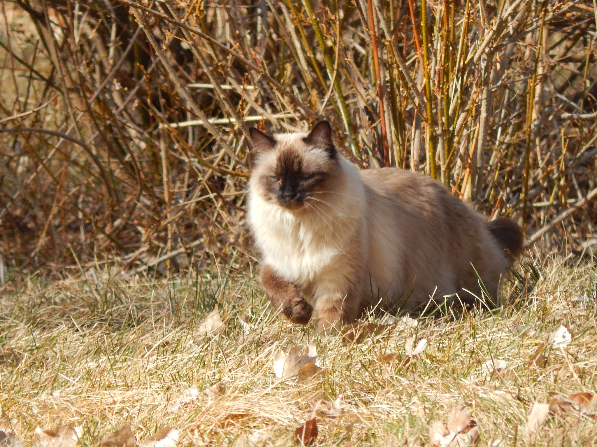 Sweety is registered to the contest to win money with this photo: balinese, birman, carnivore, cat, fawn, felidae, fur, grass, plant, ragdoll, siamese, small_to_medium_sized_cats, snout, tail, terrestrial_animal, whiskers