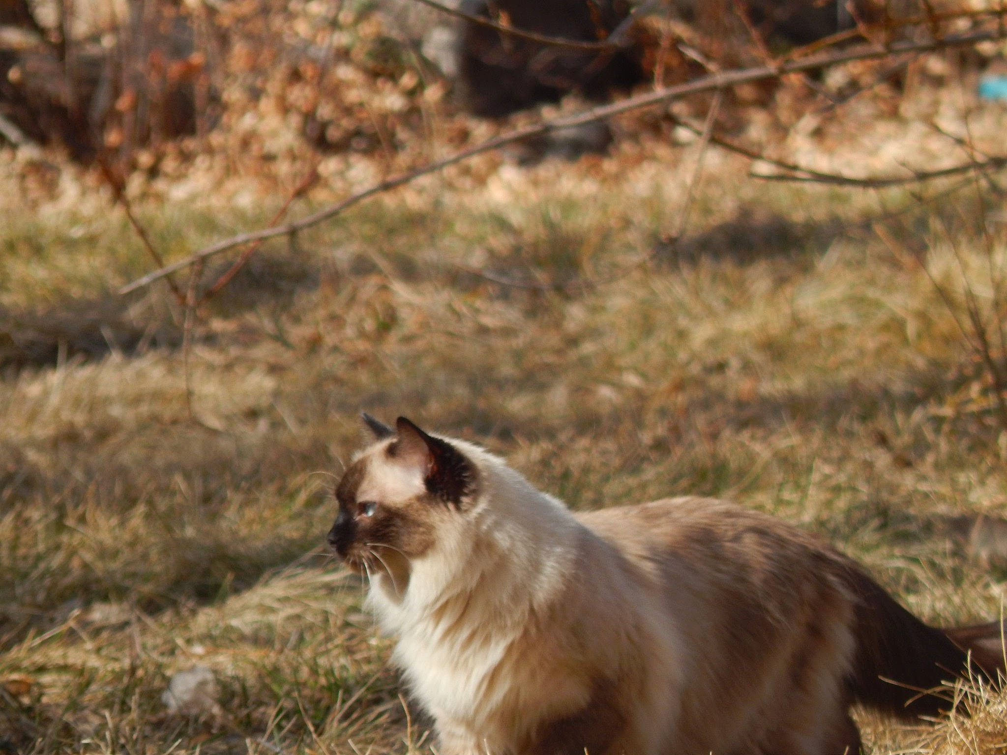 Sweety is registered to the contest to win money with this photo: carnivore, cat, dog_breed, fawn, felidae, fur, grass, grassland, plant, siamese, small_to_medium_sized_cats, snout, soil, tail, terrestrial_animal, twig, whiskers, wildlife