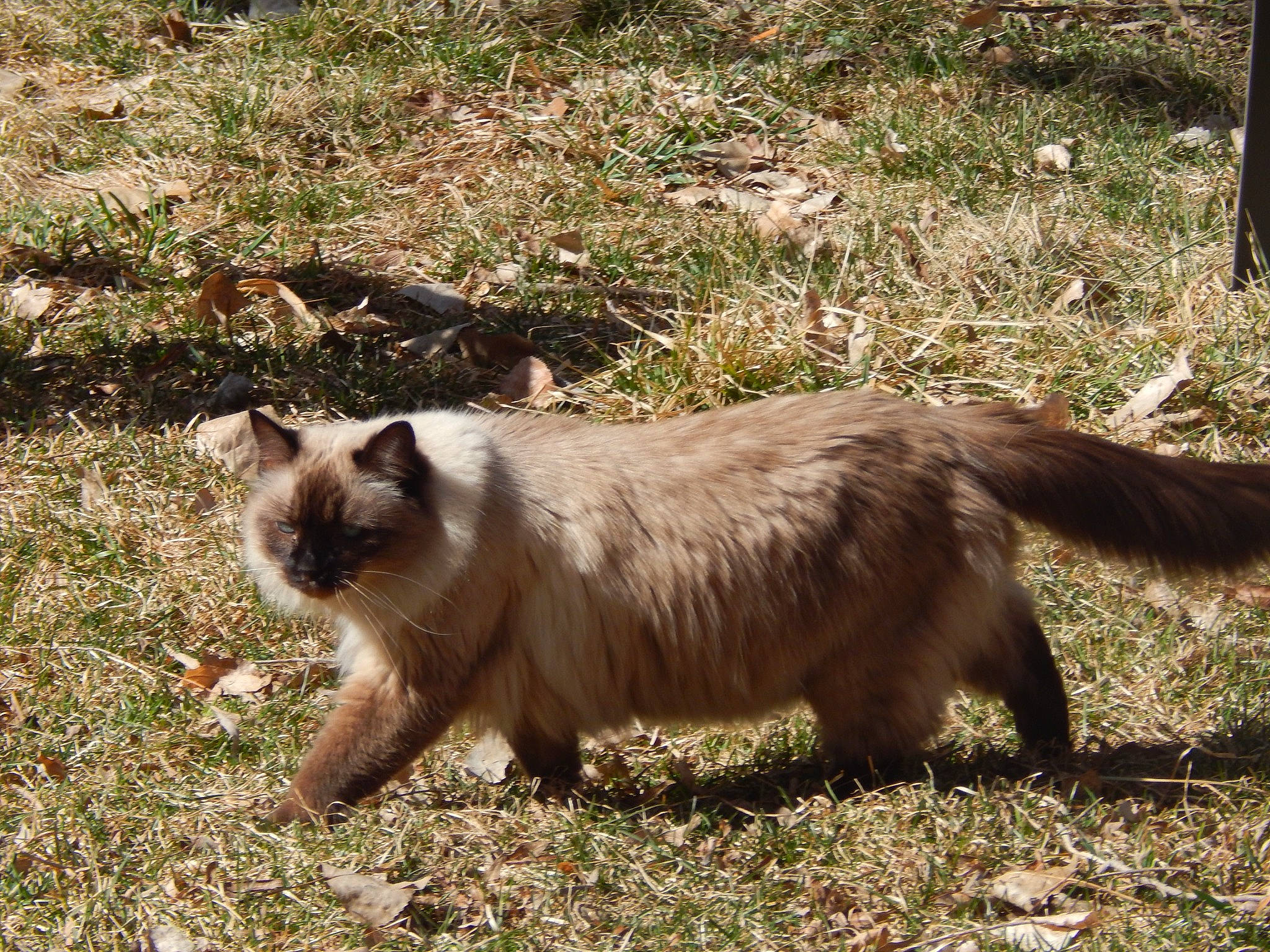 Sweety is registered to the contest to win money with this photo: balinese, birman, carnivore, cat, fawn, felidae, fur, grass, plant, ragdoll, siamese, small_to_medium_sized_cats, snout, tail, terrestrial_animal, thai, tonkinese, whiskers, wildlife