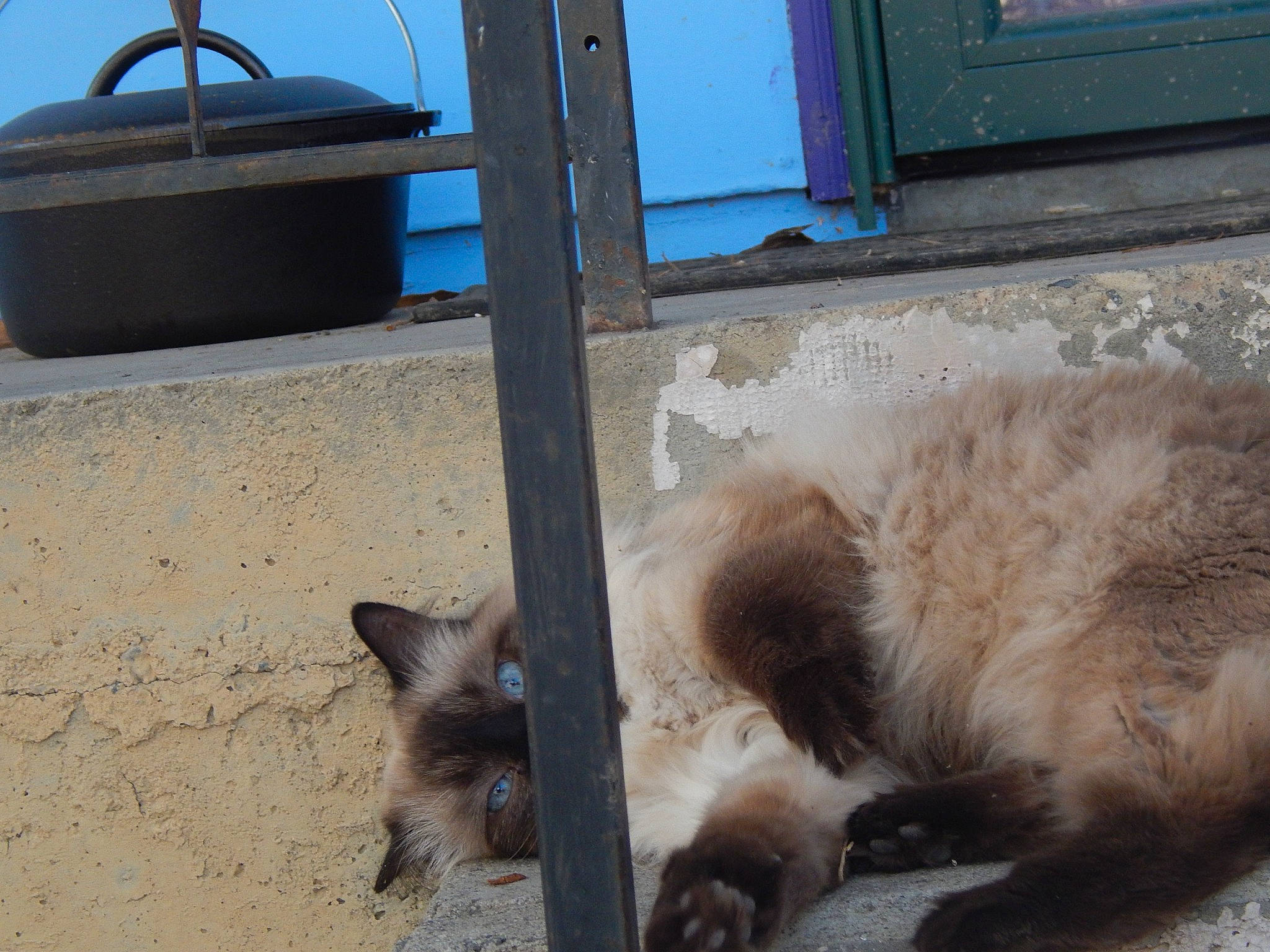 Sweety is registered to the contest to win money with this photo: balinese, birman, canidae, carnivore, cat, dog_breed, fawn, felidae, fur, gas, pet_supply, siamese, small_to_medium_sized_cats, snout, tail, terrestrial_animal, tonkinese, whiskers, wildlife, wood