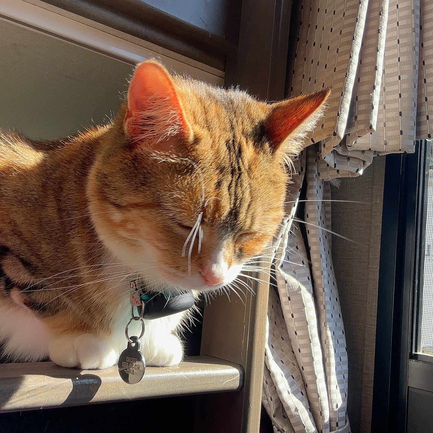 Viking is registered to the contest to win money with this photo: cat, tabby, sunlight, window, curtains, wood, pet, feline, indoor, relaxed, closeup, whiskers, collar, sleeping, domestic_animal, animal, fur, paws, resting, peaceful