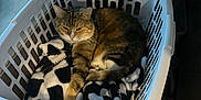Viking is registered to the contest to win money with this photo: cat, laundry_basket, blanket, indoor, pet, feline, resting, cozy, striped_cat, fur, animal, domestic_cat, household, comfort, soft, relaxed, black_and_white, grooming_brush, furniture, home