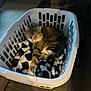 cat, laundry_basket, blanket, indoor, pet, feline, resting, cozy, striped_cat, fur, animal, domestic_cat, household, comfort, soft, relaxed, black_and_white, grooming_brush, furniture, home