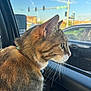 Viking joined the competition — help win amazing prizes! cat, tabby, animal, pet, car_interior, window, side_view, whiskers, fur, urban, traffic_light, daylight, outdoor, vehicle, looking, profile, closeup, domestic_cat, curious, reflection