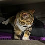 Viking is registered to the contest to win money with this photo: cat, tabby_cat, pet, animal, indoor, curious, whiskers, feline, collar, paw, striped_fur, domestic_cat, looking_away, soft_light, shadow, resting, close_up, fur, mammal, quiet