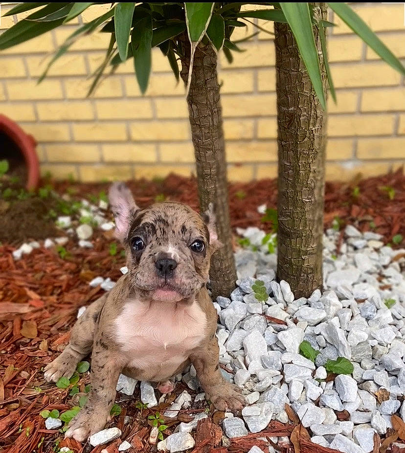 Monalisa joined the competition — help win amazing prizes! american_pit_bull_terrier, canidae, carnivore, dog, dog_breed, fawn, mammal, non_sporting_group, pit_bull, puppy, rare_breed_dog, vertebrate