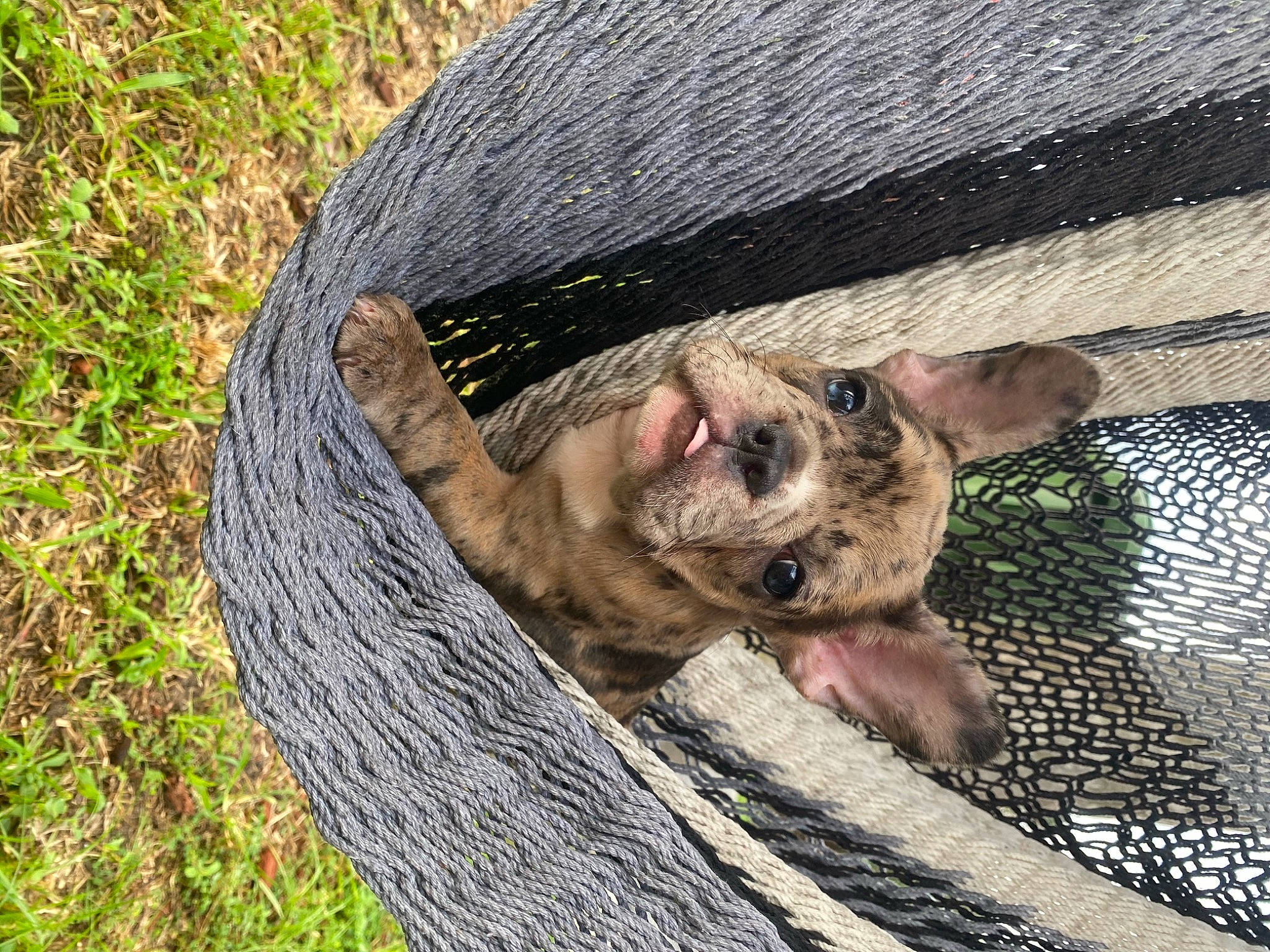 Monalisa joined the competition — help win amazing prizes! canidae, carnivore, cat, dog_breed, fawn, felidae, hammock, small_to_medium_sized_cats, whiskers