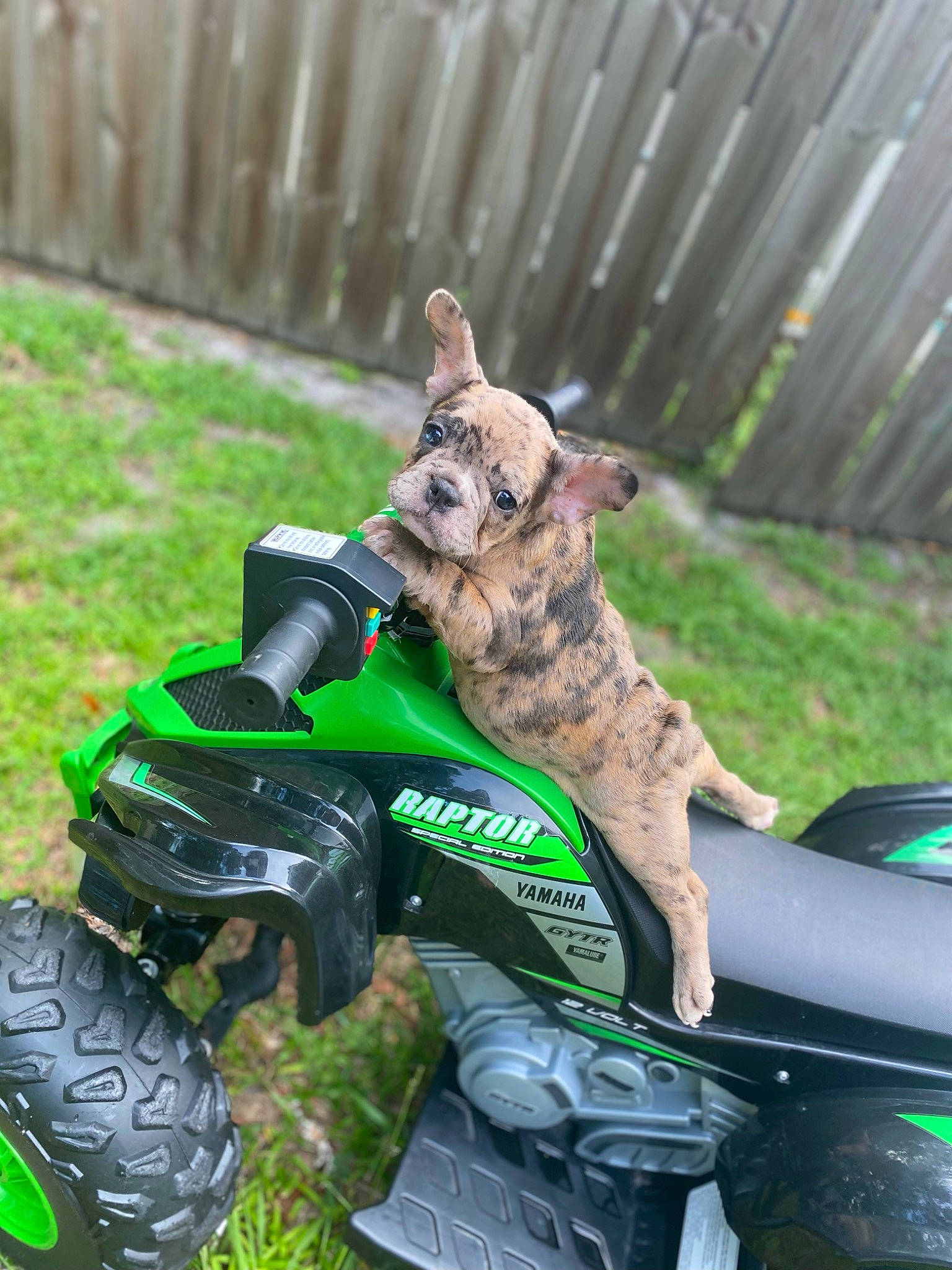 Monalisa is registered to the contest to win money with this photo: all_terrain_vehicle, canidae, carnivore, dog, dutch_shepherd_dog, fawn, fender, lawn, sporting_group, vehicle