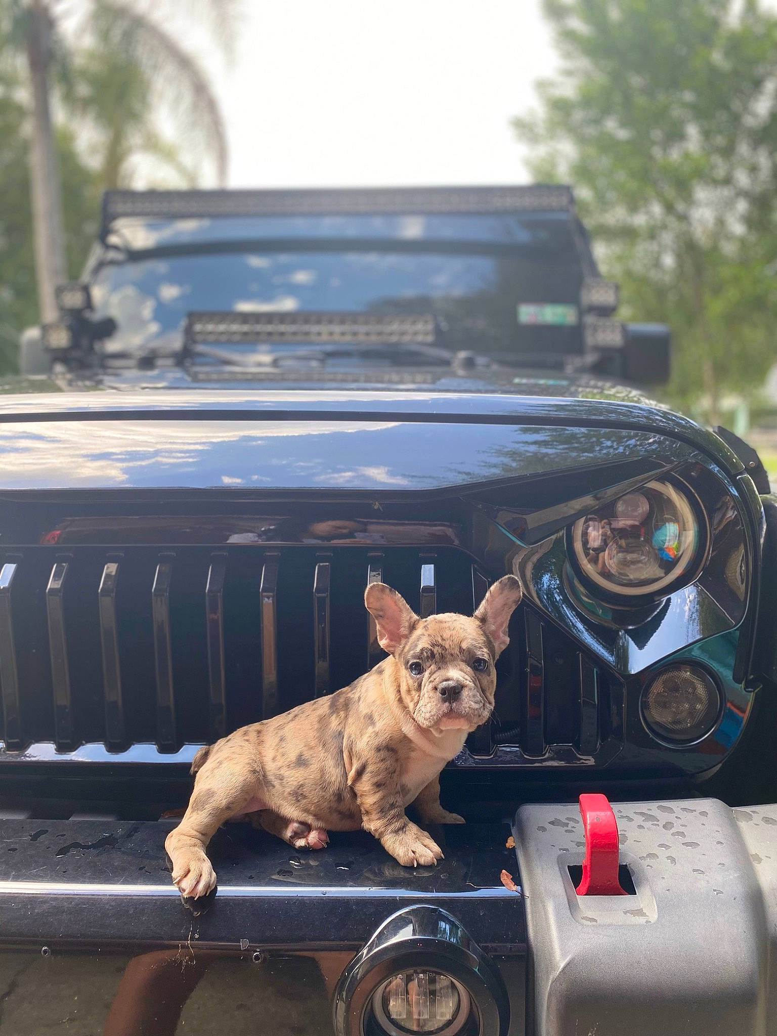 Monalisa is registered to the contest to win money with this photo: automotive_window_part, bulldog, canidae, car, carnivore, cat, companion_dog, dog, fawn, felidae, french_bulldog, non_sporting_group, snout, vehicle, vehicle_door, windshield