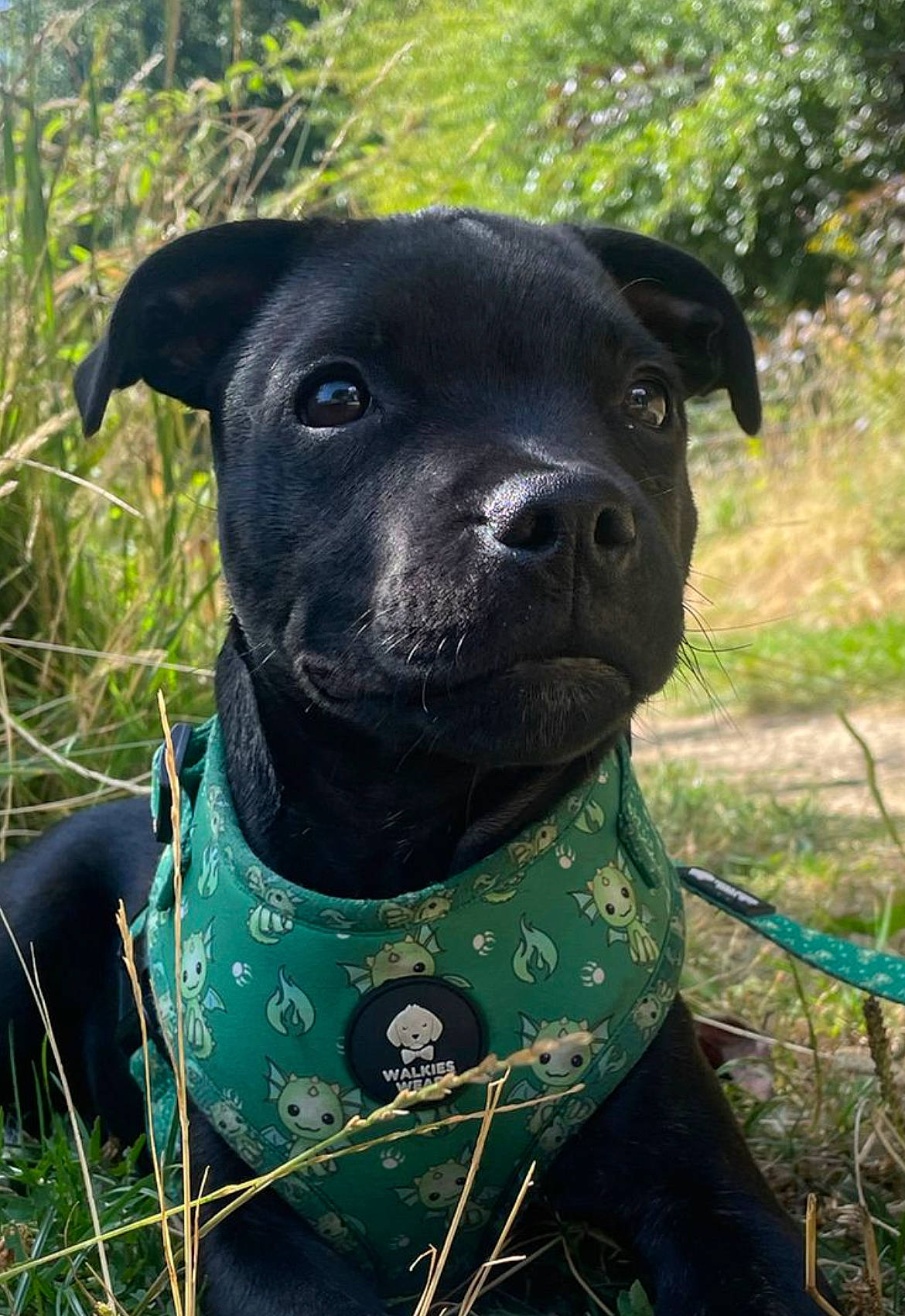 Hudson is registered to the contest to win money with this photo: borador, carnivore, collar, companion_dog, dog, dog_breed, dog_collar, dog_supply, electric_blue, grass, grassland, guard_dog, hunting_dog, non_sporting_group, plant, sporting_group, terrestrial_animal, whiskers, working_animal, working_dog