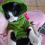 Bambi a rejoint le concours — aidez-le/la à gagner de superbes lots ! cat, black_and_white_cat, hoodie, green_hoodie, pet, animal, cute, wide_eyes, feline, indoor, person, pink_clothing, blanket, hand, floor, tile_floor, whiskers, paw, fur, cozy