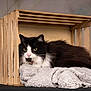 cat, black_and_white_cat, feline, pet, animal, crate, wooden_crate, blanket, cozy, indoor, portrait, fur, whiskers, resting, lying_down, soft_texture, cute, domestic_cat, relaxed, studio_shot