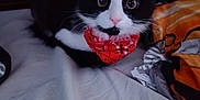 Bambi participe au concours pour gagner de l'argent avec cette photo : cat, black_and_white, bandana, bed, blanket, indoor, pet, animal, curious, wide_eyes, fur, whiskers, cute, domestic_cat, resting, looking, close_up, muzzle, soft, cozy