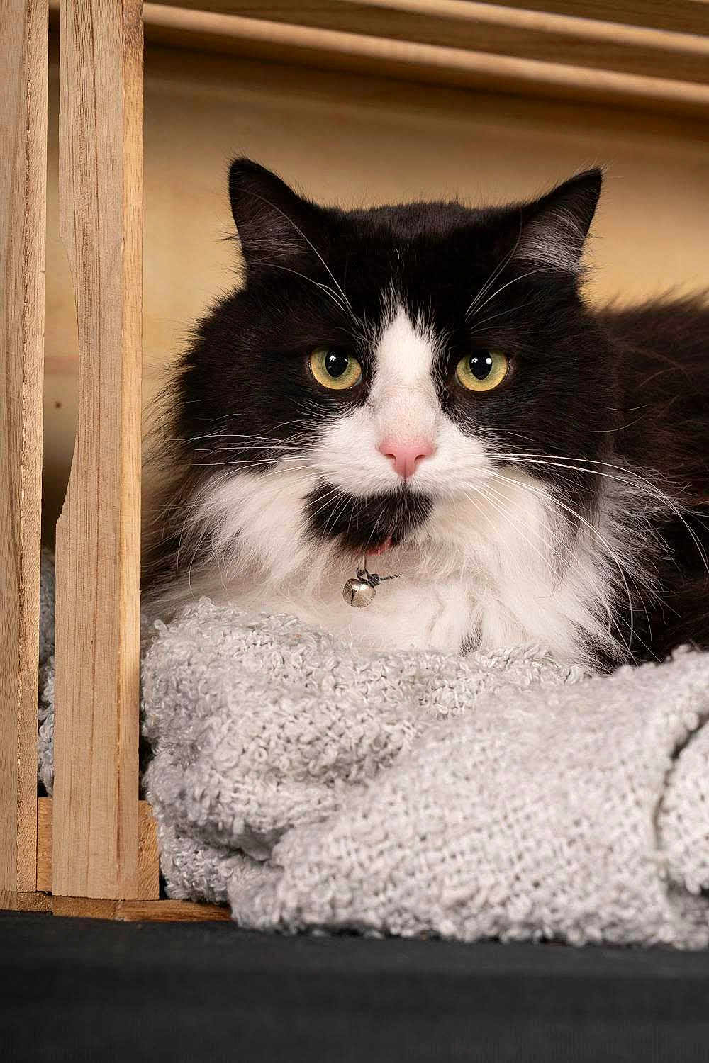 Bambi participe au concours pour gagner de l'argent avec cette photo : cat, black_and_white, fluffy, yellow_eyes, collar, bell, blanket, knitted, wooden_crate, indoor, pet, animal, fur, close_up, resting, cute, cozy, portrait, feline, whiskers