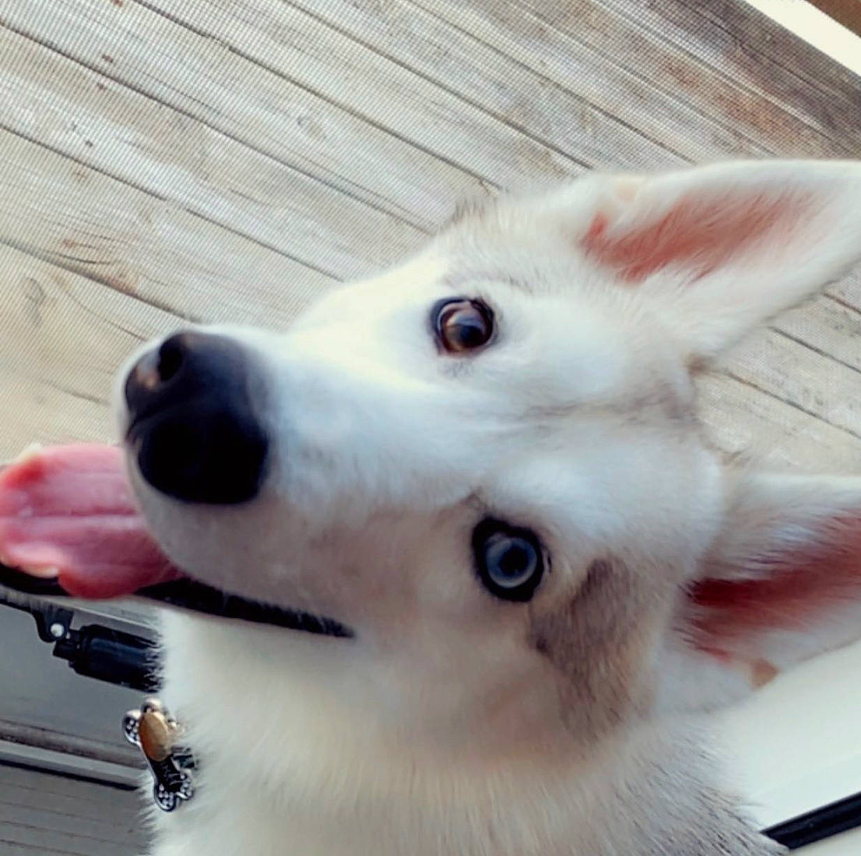 Mishka joined the competition — help win amazing prizes! berger_blanc_suisse, canidae, carnivore, companion_dog, dog, dog_breed, ear, head, japanese_spitz, mammal, non_sporting_group, nose, rare_breed_dog, snout, vertebrate, whiskers, white_shepherd