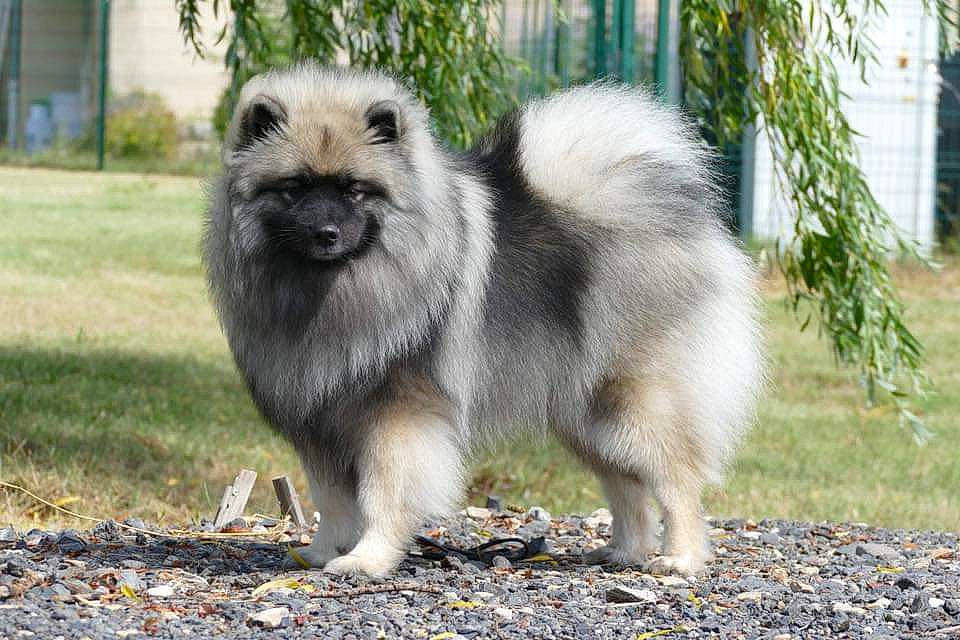 Ostara a rejoint le concours — aidez-le/la à gagner de superbes lots ! ancient_dog_breeds, canidae, carnivore, companion_dog, dog, dog_breed, eurasier, fawn, german_spitz, german_spitz_klein, keeshond, mammal, non_sporting_group, norwegian_elkhound, rare_breed_dog, spitz, tibetan_spaniel, vertebrate