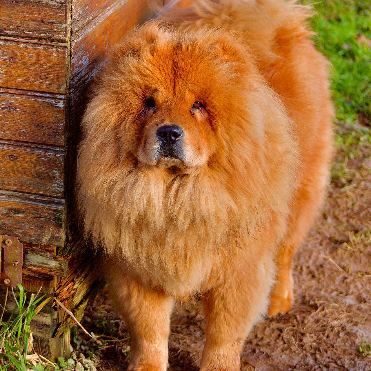 Tina participe au concours pour gagner de l'argent avec cette photo : animal, canine, chow, dog, pet