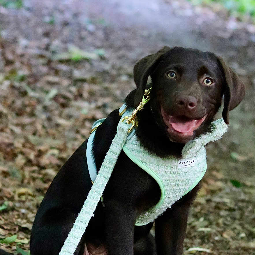 Athena is registered to the contest to win money with this photo: animal, canine, chocolate, dog, forest, greenery, happy, harness, labrador, leash, leaves, nature, outdoor, path, pet, playful, puppy, sitting, smiling, young
