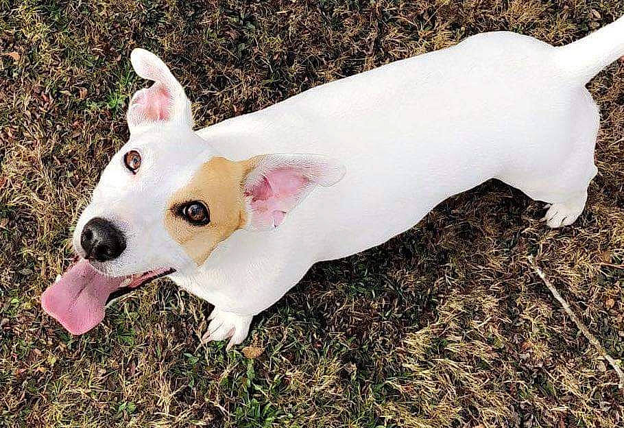 Kea participe au concours pour gagner de l'argent avec cette photo : ancient_dog_breeds, canidae, carnivore, collar, companion_dog, dog, dog_breed, dog_collar, dog_supply, ear, fashion_accessory, fawn, grass, non_sporting_group, plant, snout, sporting_group, tail, terrestrial_animal, working_animal