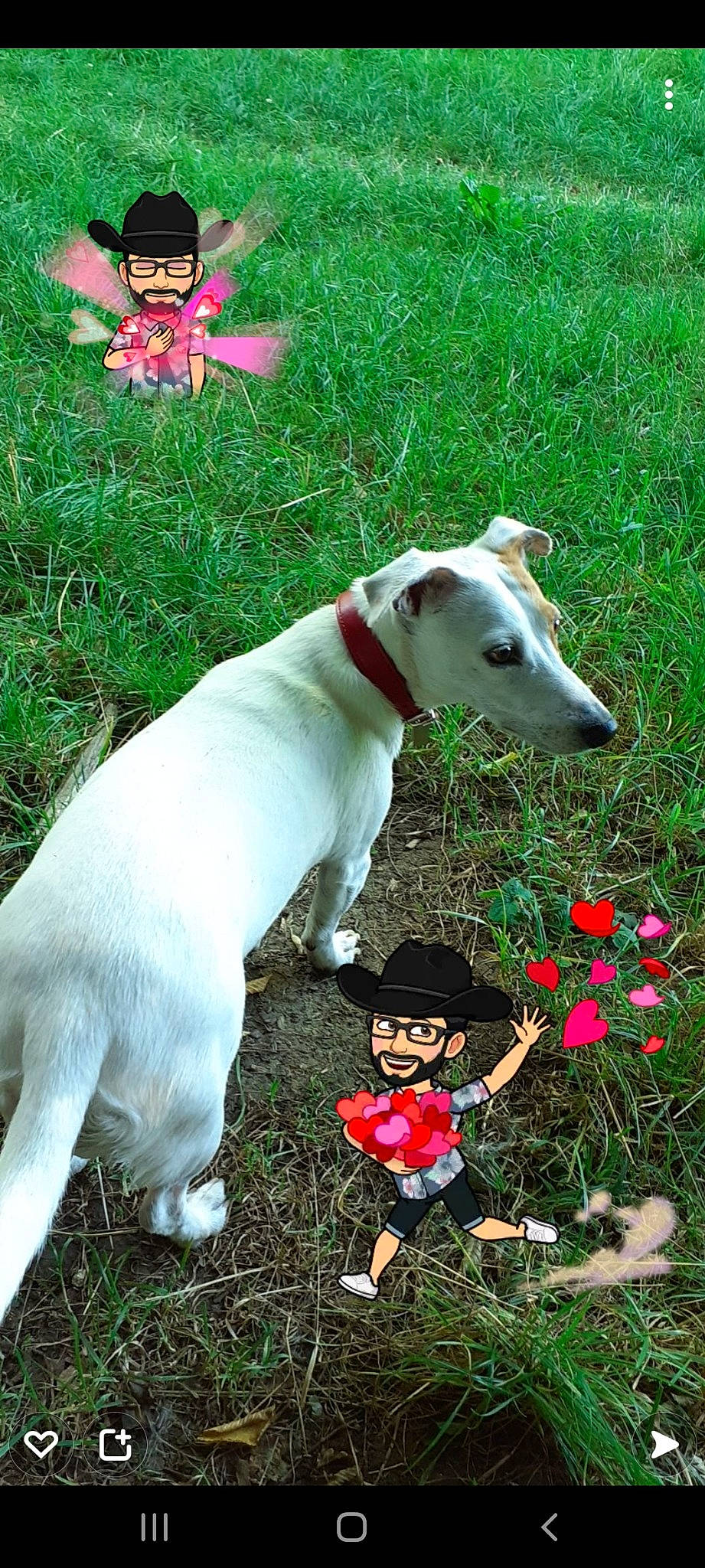 Kea participe au concours pour gagner de l'argent avec cette photo : annual_plant, canidae, carnivore, collar, companion_dog, dog, dog_breed, dog_collar, dog_supply, dogo_guatemalteco, fawn, grass, green, petal, plant, snout, sporting_group, tail, vertebrate, working_animal