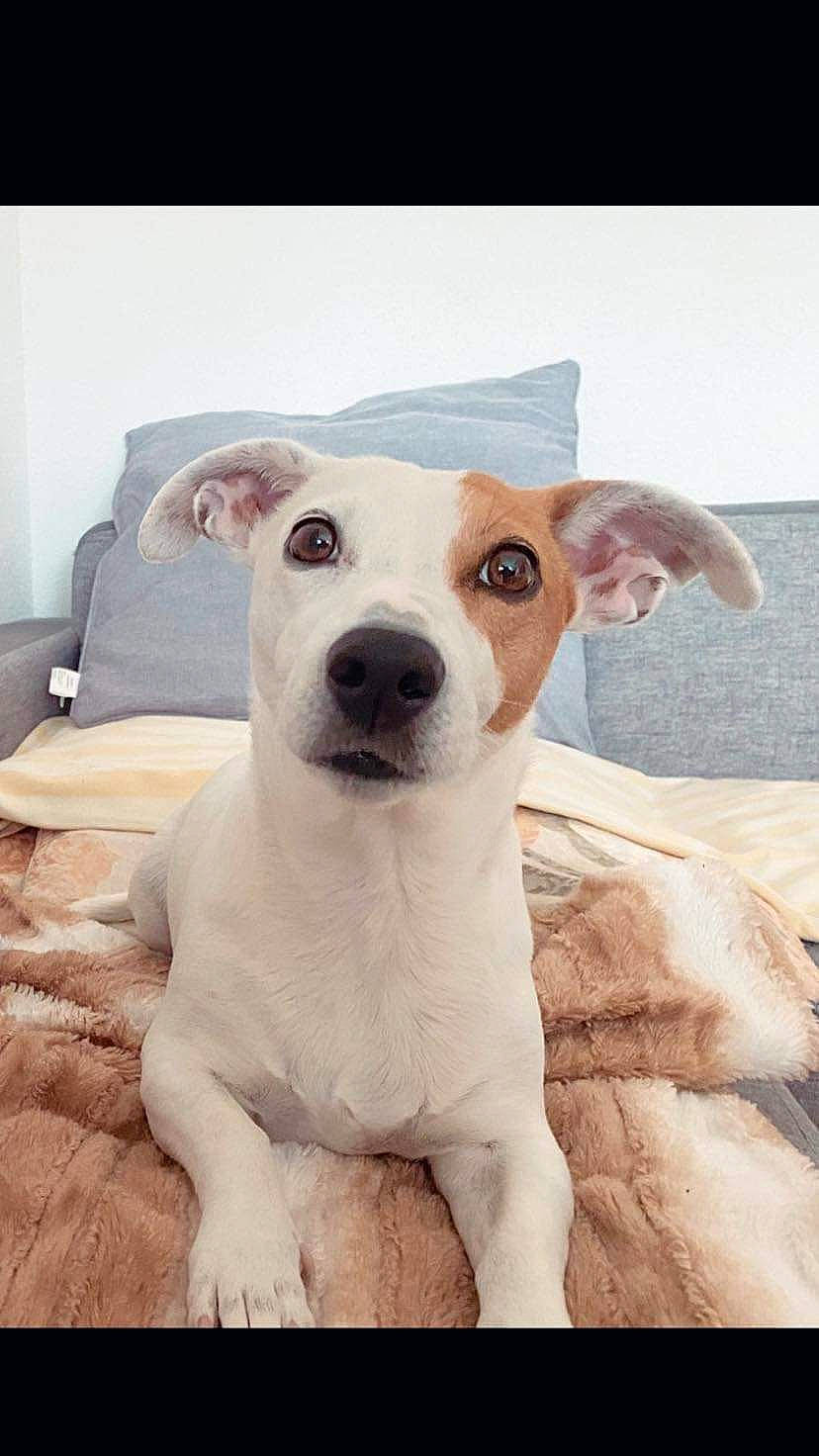 Kea a rejoint le concours — aidez-le/la à gagner de superbes lots ! art, canidae, carnivore, collar, companion_dog, couch, dog, dog_breed, dog_collar, ear, eye, fawn, non_sporting_group, puppy, snout, sporting_group, street_dog, terrestrial_animal, whiskers, working_animal