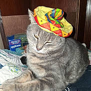 Peter joined the competition — help win amazing prizes! cat, tabby, grey_cat, pet, hat, colorful_hat, quilt, blanket, indoor, whiskers, fur, paws, sleepy, cute, portrait, close_up, furniture, shelf, flash_photography, cozy