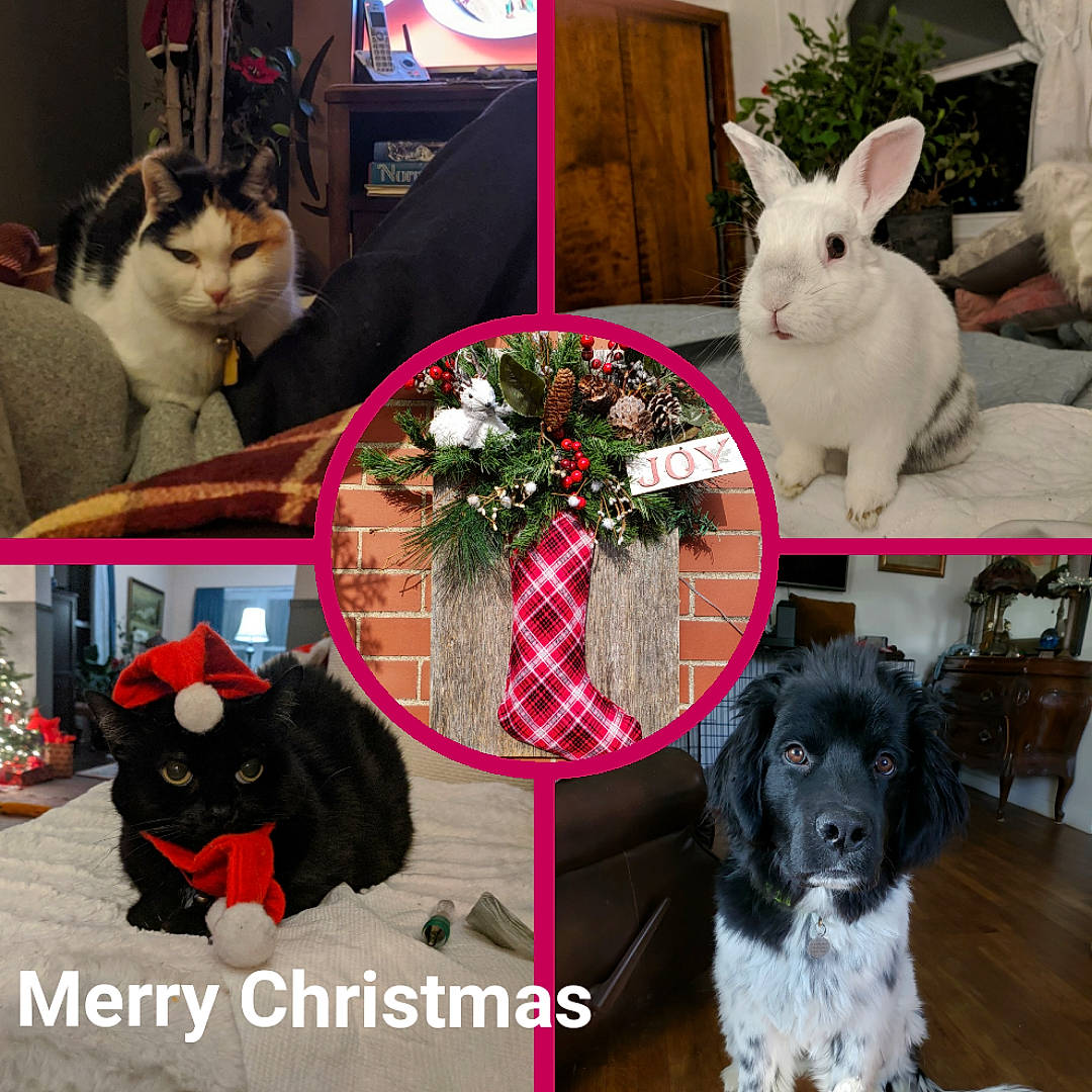 Mitu joined the competition — help win amazing prizes! carnivore, cat, collar, companion_dog, dog, dog_collar, dog_supply, event, felidae, fur, liver, mammal, pattern, pet_supply, plant, rabbit, recreation, small_to_medium_sized_cats, textile, vertebrate