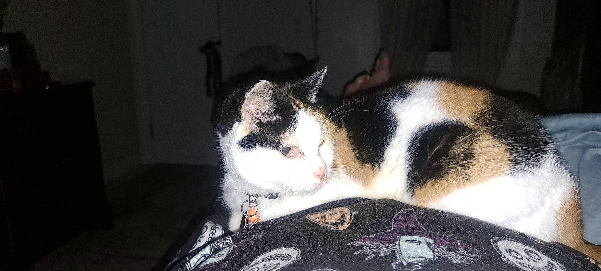 Mitu joined the competition — help win amazing prizes! carnivore, cat, comfort, domestic_short_haired_cat, eye, felidae, fur, linens, nap, paw, sleep, small_to_medium_sized_cats, snout, tail, whiskers