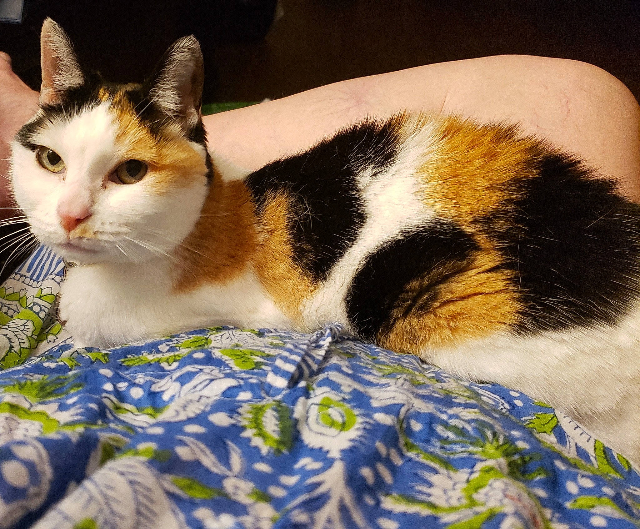 Mitu joined the competition — help win amazing prizes! carnivore, cat, claw, comfort, domestic_short_haired_cat, eye, felidae, fur, grass, linens, paw, sitting, small_to_medium_sized_cats, snout, tail, terrestrial_animal, whiskers