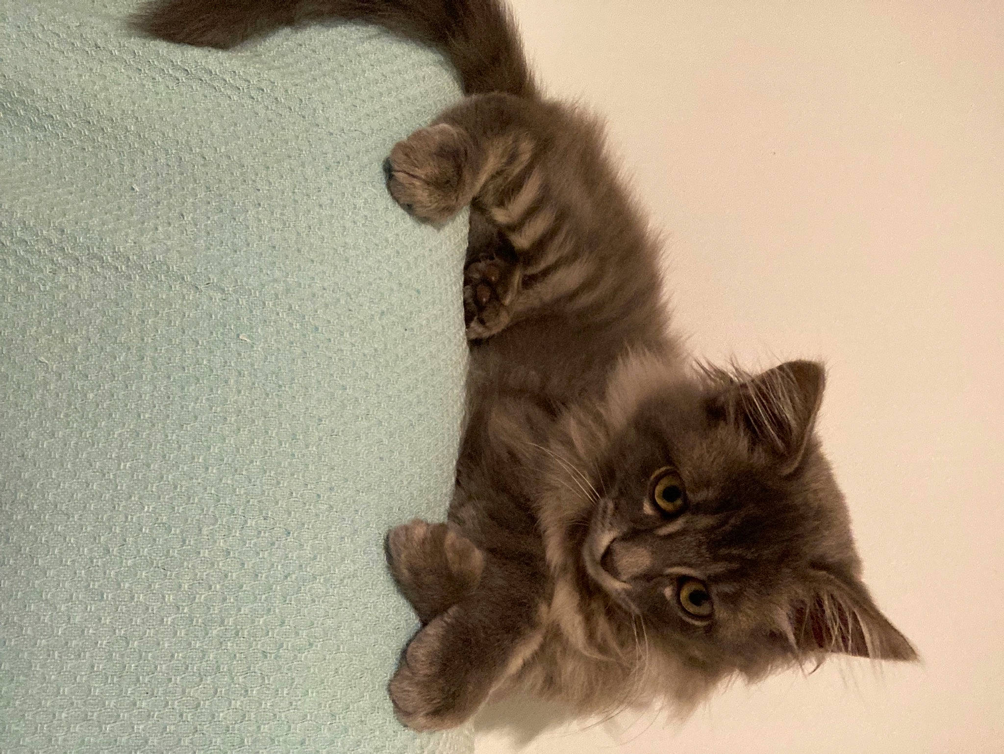 Picsou participe au concours pour gagner de l'argent avec cette photo : art, black_cat, carnivore, cat, claw, domestic_short_haired_cat, ear, fawn, felidae, flooring, fur, gesture, grey, paw, small_to_medium_sized_cats, snout, tail, whiskers