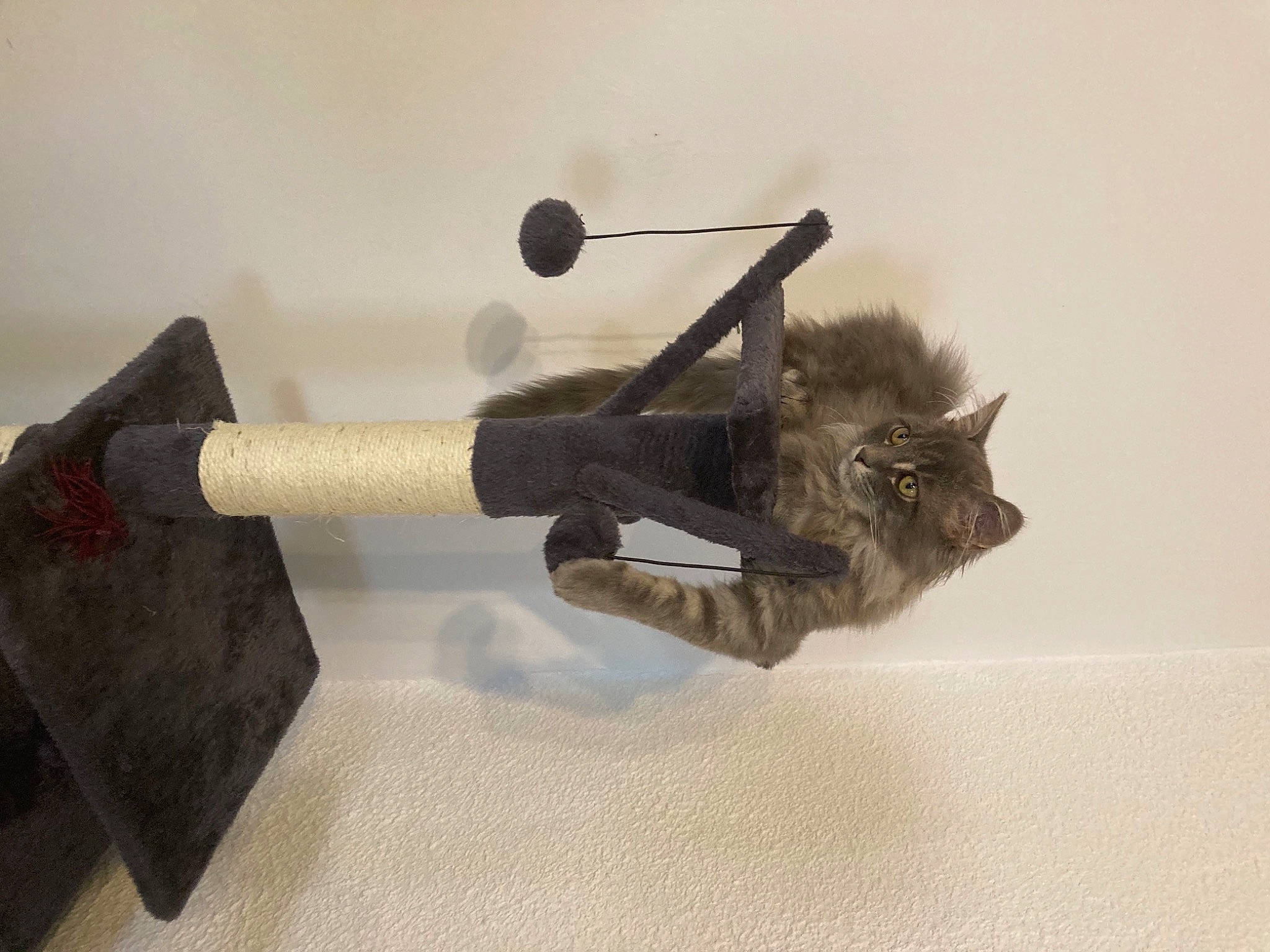 Picsou a rejoint le concours — aidez-le/la à gagner de superbes lots ! art, carnivore, cat, domestic_short_haired_cat, felidae, flooring, fur, grey, hat, illustration, metal, sculpture, shotgun, small_to_medium_sized_cats, still_life_photography, tail, vertebrate, visual_arts, whiskers, wood